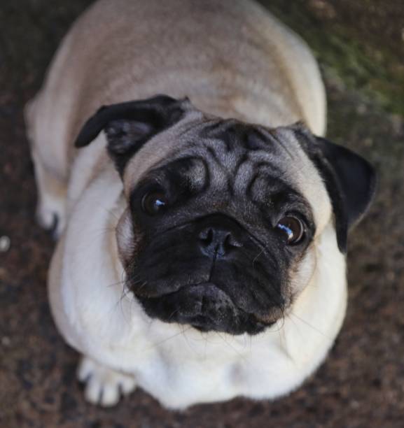 istock Cute pug dog looking at the camera 1264338233