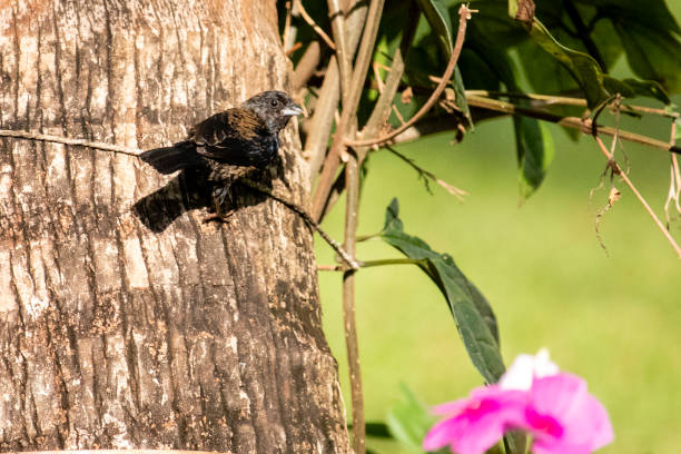 le tiziu (volatinia jacarina) est un oiseau néotropical de la famille des thraupidaïe qui se produit du sud du mexique à l’argentine / brésil. - shower portrait male beauty chest photos et images de collection