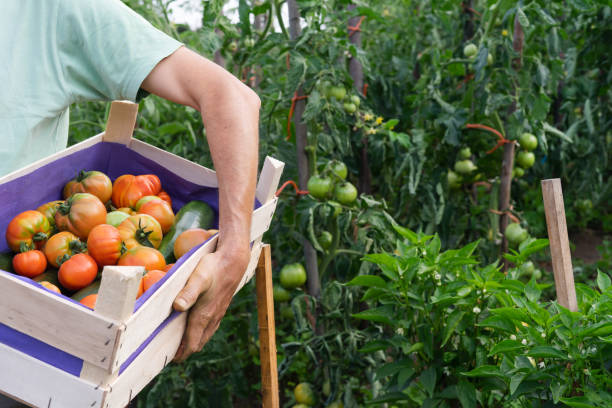 istock Man with a box of freshly picked tomatoes from the garden. 1264338367