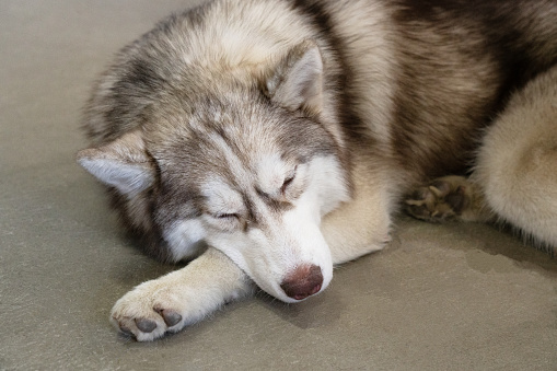 gray, white and brown husky sleep on the floor. lazy husky lies on the floor with closed eyes. portrait of siberian husky. the dog looks like wolf.