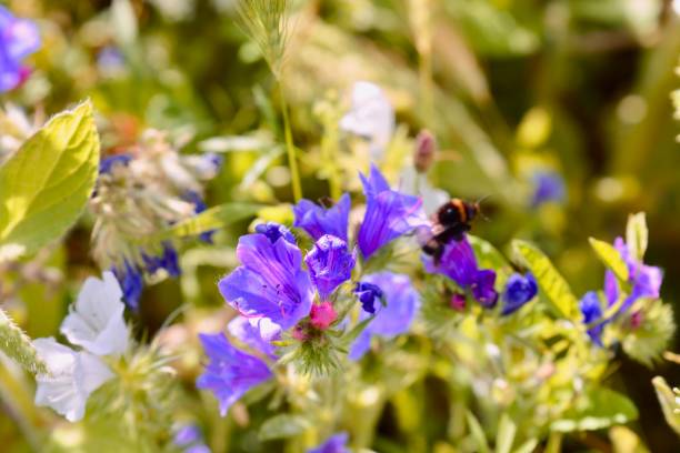 istock Nature background, summer wildflower meadow 1264342436