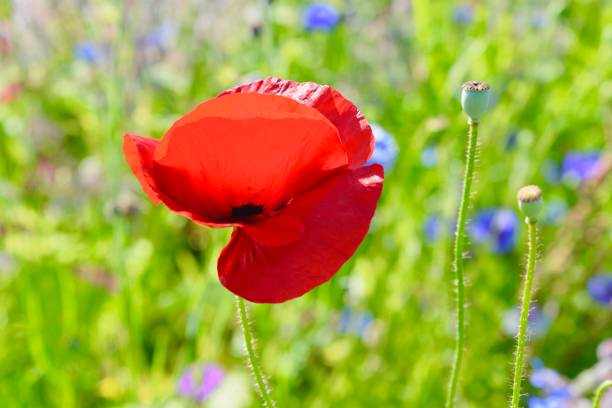 istock Nature background, summer wildflower meadow 1264342490