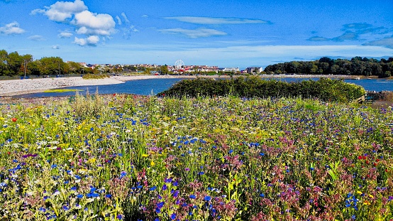 Summer meadow wildflowers in gardens overlooking Barry Island