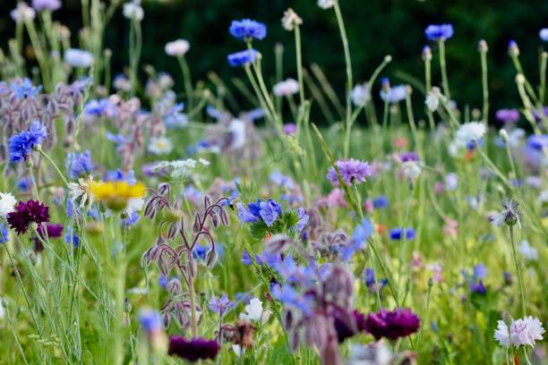 istock Nature background, summer wildflower meadow 1264342550
