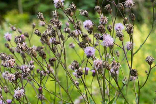 istock Cirsium arvense, field thiestle violet flowers macro selective focus 1264342875