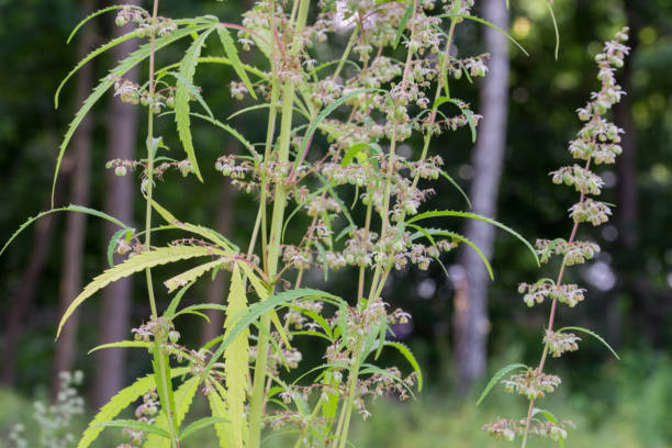 istock Cannabis ruderalis flowers closeup selective focus 1264342945