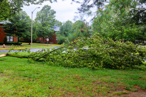 istock Broken tree by city after during a hurricane 1264343643