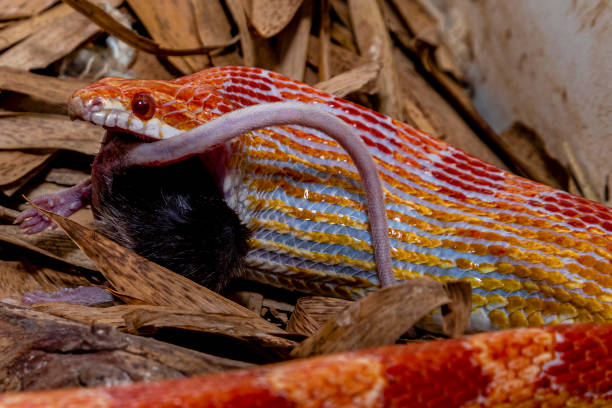 istock Amel corn snake male feeding on a lab rat 1264343904