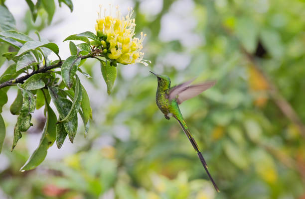 istock A green-tailed trainbearer hummingbird and a flower in Peru 1264344038