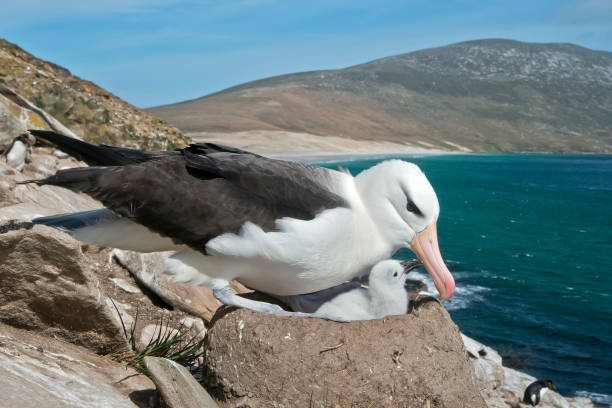 istock A mother Black Browed Albatross and newborn chick 1264344217