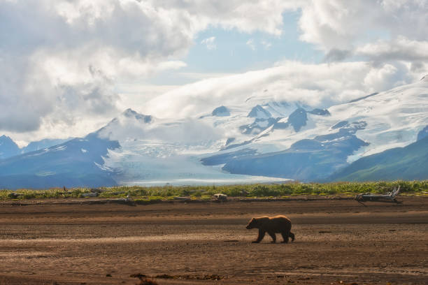 istock A lone Brown Bear near a glacier 1264344280