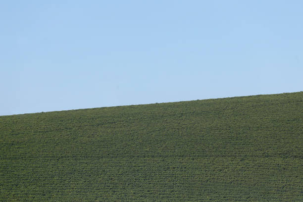 istock Farm coffee plantation in Brazil 1264344307