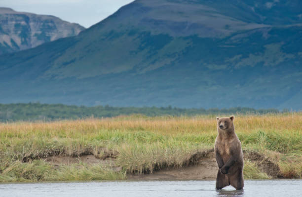 istock A lone Brown Bear in Katmai National Park 1264344339