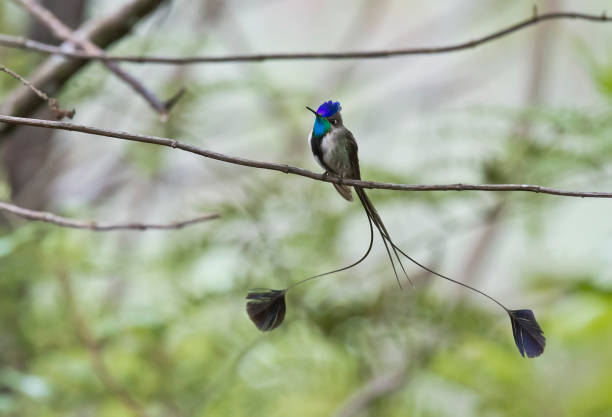 istock A male marvelous spatuletail hummingbird 1264344916