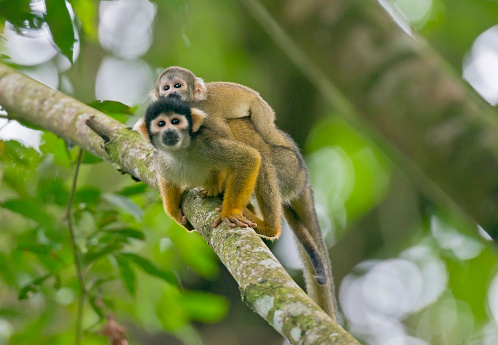 Squirrel Monkey with a baby.  Squirrel monkeys are found in the Amazon Rainforest of Peru
