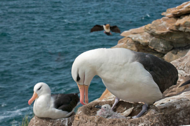 istock A mother Black Browed Albatross and newborn chick 1264344936