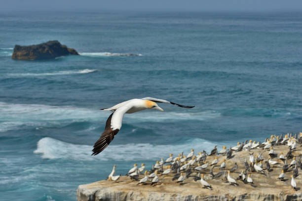 istock Southern Gannet in flight near colony 1264344943