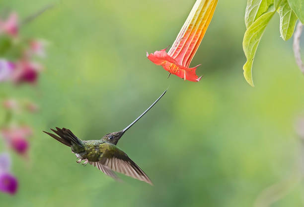 istock a swordbill hummingbird at a flower 1264344973