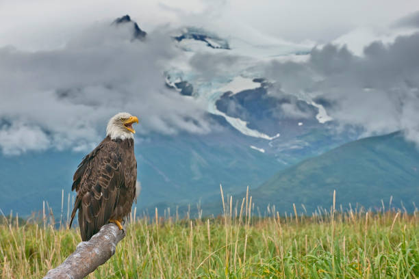 istock A majestic Bald Eagle, near a glacial mountain range in Alaska 1264345060