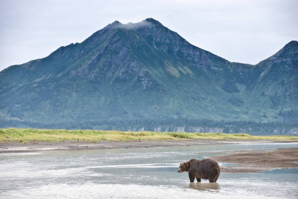 istock A lone Brown Bear in Katmai National Park 1264345249