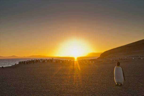 istock A King penguin at sunset near a Gentoo penguin colony 1264345314