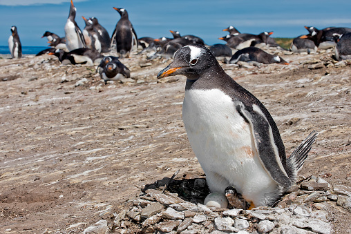 A Gentoo penguin a newborn chick and an unhatched egg.  The newborn chick is still wet