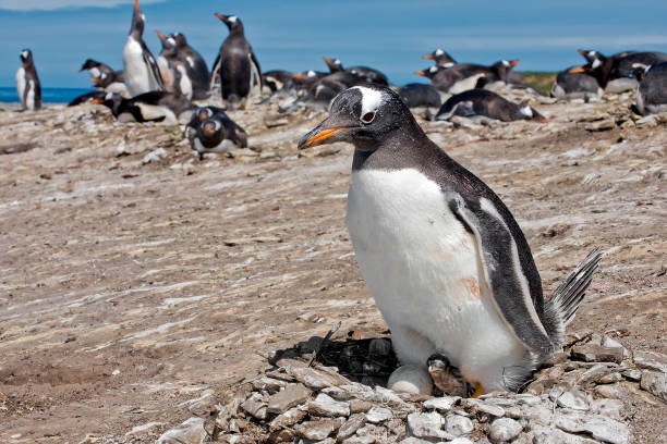 um pinguim gentoo com um filhote recém-nascido e um ovo não-esguio - flightless bird water bird gentoo penguin penguin - fotografias e filmes do acervo