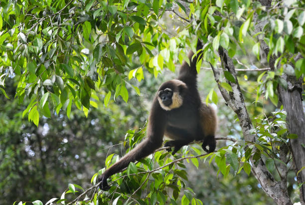 istock A Bornean white-bearded gibbon 1264345459