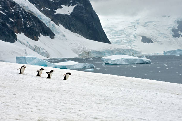 Gentoo penguins in the Antarctic walking on the snow in front of a large snowy mountain range