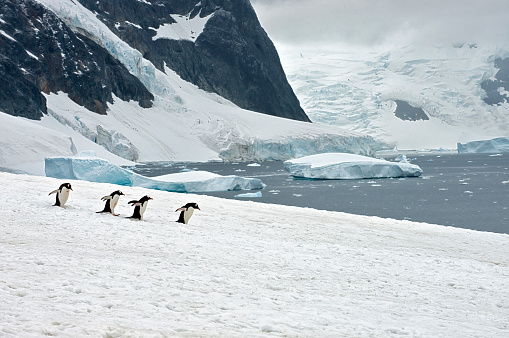 Two chinstrap penguins rocky shore of Antarctic Peninsula. High quality photo