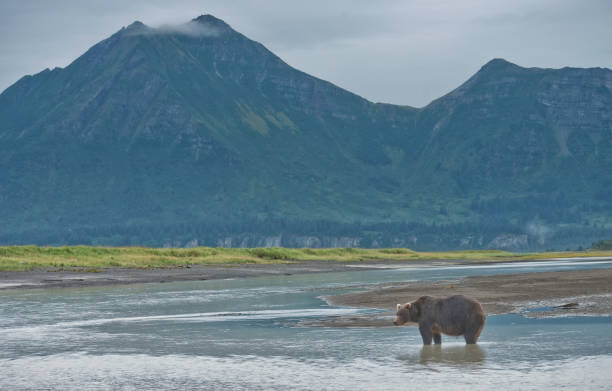 istock A lone Brown Bear in Katmai National Park 1264345509
