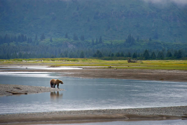 istock A lone Brown Bear in Katmai National Park 1264345535