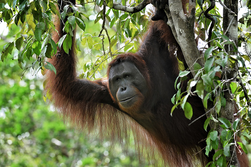 A lone male Orangutan in the Borneo rainforest, Indonesia