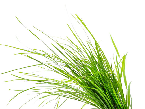 istock Bunch of green grass. 1264346213