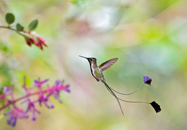 istock A Spatuletail hummingbird getting nectar from a flower 1264346243