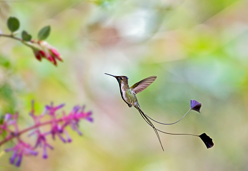 Hummingbird resting on the tip of a small branch