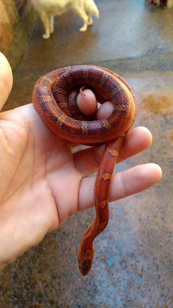 コーンスネークは、多数の家族コルブリダエの北米起源の非有毒な属に属するヘビです。彼らは長年捕虜に飼育されている、彼らは優れたペットです - rattlesnake snake nature animals and pets ストックフォトと画像