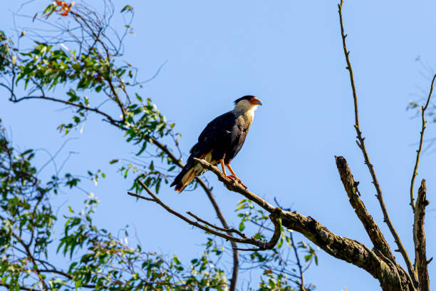 istock Eagle carcara (Caracara plancus) bird resting on branch of a dry tree 1264346436