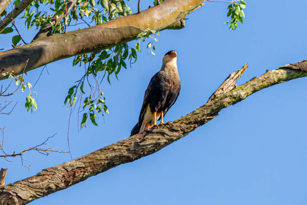 istock Eagle carcara (Caracara plancus) bird resting on branch of a dry tree, in a blue sky day; 1264346445