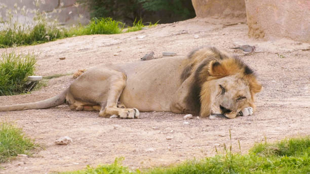 istock A thin lion sleeps in a zoo 1264346736