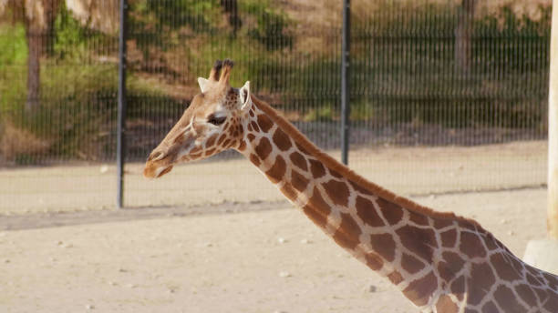 istock Beautiful giraffe in the zoo on a sunny day 1264346777