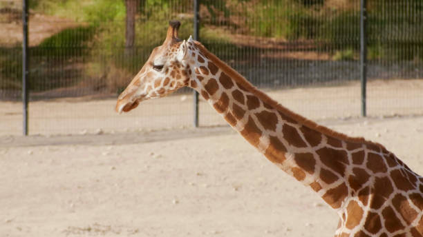 istock Beautiful giraffe in the zoo on a sunny day 1264346802