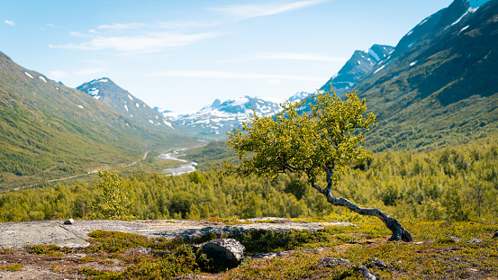 Lone tree on the Sogne Mountains in Norway.