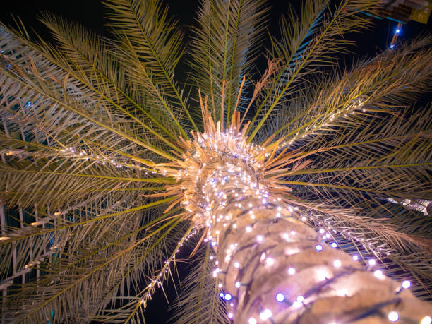 istock Palm trees with luminous garlands at night in Dubai 1264347811