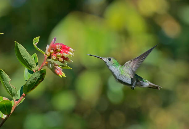 istock a hummingbird in flight getting nectar from a flower in the Peruvian Andes 1264349029