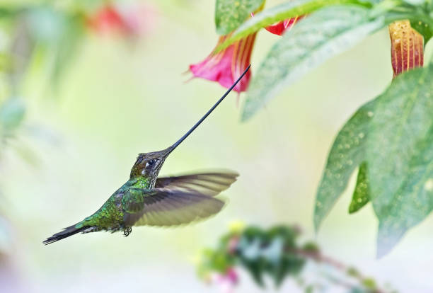 istock a swordbill hummingbird at a flower 1264349087