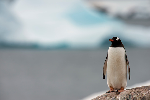 A penguin sits on an iceberg in the middle of the ocean. This is a 3d render illustration