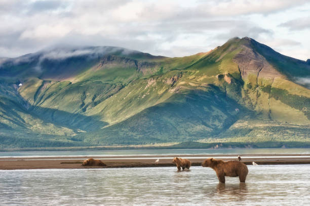 istock A brown bear mother and 2 cubs and a bald eagle 1264349131