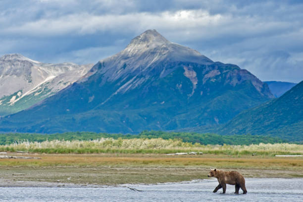 istock A lone Brown Bear in Katmai National Park 1264349163