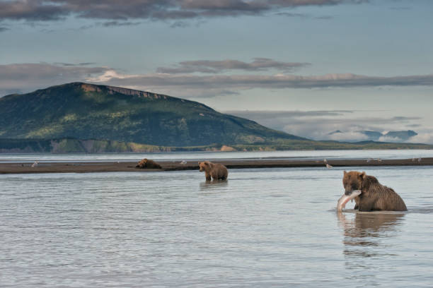 A brown bear with a salmon catch in Katmai National Park Alaska A brown bear with a salmon catch in Katmai National Park Alaska.  The sow is teaching her yearling how to fish. brown bear catching salmon stock pictures, royalty-free photos & images